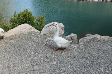 Ducks and lake - Göynük Canyon Kemer Antalya