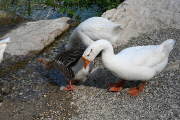 Ducks and lake - Göynük Canyon Kemer Antalya