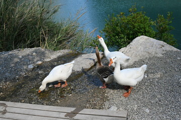 Ducks and lake - Göynük Canyon Kemer Antalya