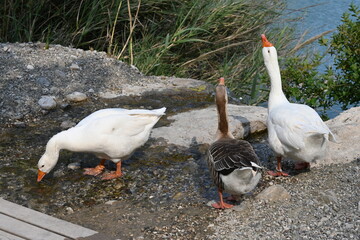 Ducks and lake - Göynük Canyon Kemer Antalya