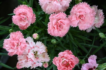 Beautiful colorful flowers