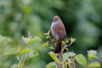 Cetti's warbler