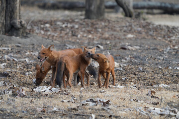Wild Dog or Dhole in India
