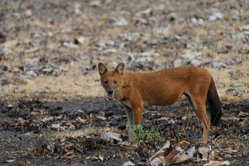 Wild Dog or Dhole in India