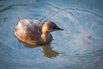 Little grebe duck  in the water
