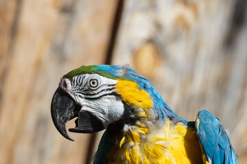 Blue yellow macaw