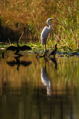 White Egret and small cormorants resting by the water