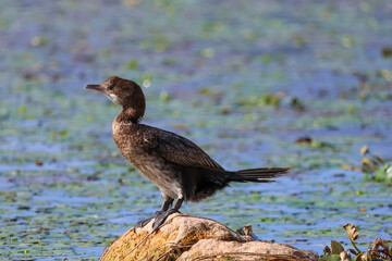 Great cormorant on the rock in the water