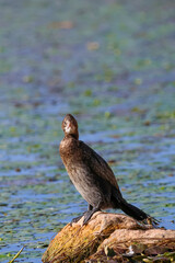 Great cormorant on the rock in the water