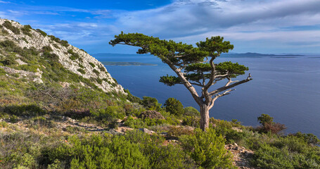 AERIAL: Lone pine tree atop the rugged mountain overlooks the Adriatic sea.