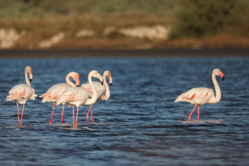 Flamingos reting and walking in the water in the lake