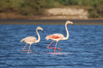 Two pink flamingos walking in the water