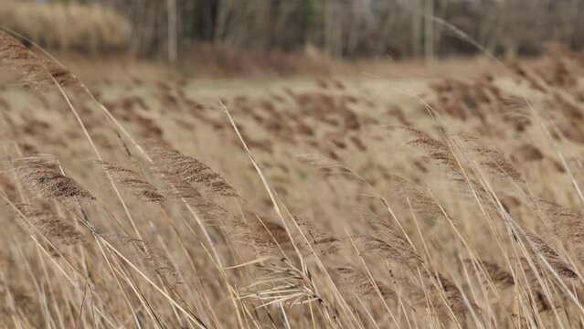ripresa video in tempo reale, con visuale in primo piano, di parte di un campo di piante secche da palude, tipo canneto, con sfumature di color marrone chiaro, mosse dal vento forte, di giorno