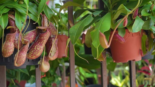Close-up view of the Nepenthes Gaya and Nepenthes Bloody Mary. It is a beautiful tropical pitcher plant variety