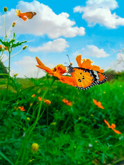 Butterfly on orange cosmos flower with blue sky and white clouds