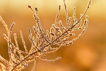 冬の朝　霜のイメージ