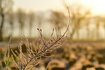 Obraz premium 冬の朝 霜のイメージ