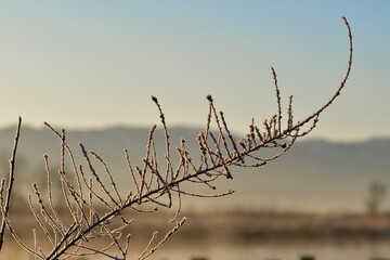 Obraz premium 冬の朝 霜のイメージ