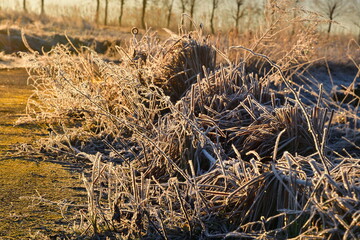 冬の朝　霜のイメージ