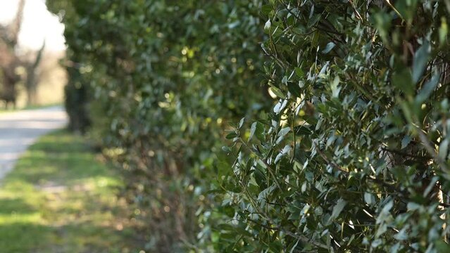 Ripresa video, in tempo reale e in prospettiva, in un ambiente naturale, di giorno e nella penombra, di una siepe piena di foglie verdi, mosse da un vento molto forte con sfondo sfuocato