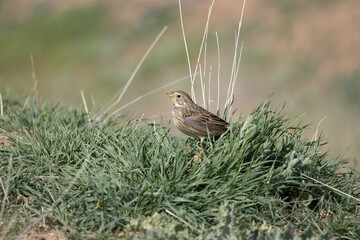 Emberiza calandra bird