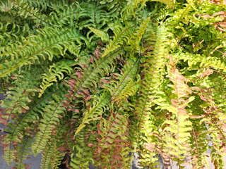Common sword fern or Boston fern has leaves that are dry and brown due to exposure to strong...