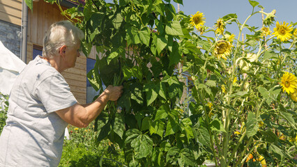 CLOSE UP: An elderly gardener harvesting ripe pods of green beans in the vegetable garden. Old lady...