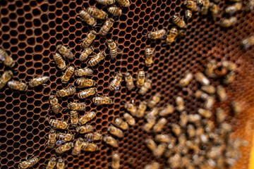 A cluster of bees are seen on a honeycomb. The bees are busy and seem to be working together