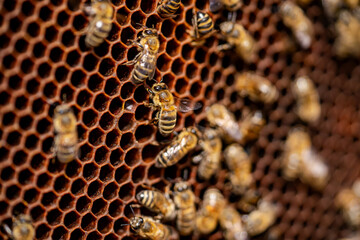 A group of bees are flying around a honeycomb. The bees are busy and focused on their task