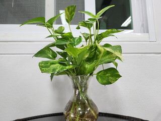 Devil's ivy is grown in a glass pot on the table in the office. The spotted betel tree is an air...