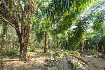  palm tree plantation in Indonesia, Asia