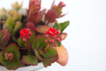 Kalanchoe plant with red flowers, Kalanchoe blossfeldiana, on white background