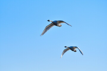 Obraz premium 白鳥