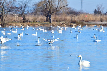 冬の瓢湖　はばたき（新潟県）