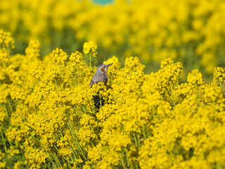 Obraz premium 菜の花を食べるヒヨドリ