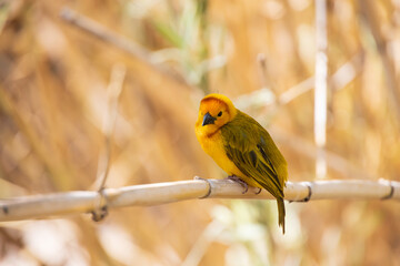 Taveta golden weaver, yellow bird resting on a branch