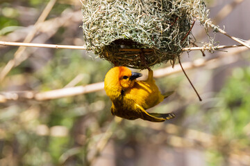 Taveta golden weaver, yellow bird hanging from a nest