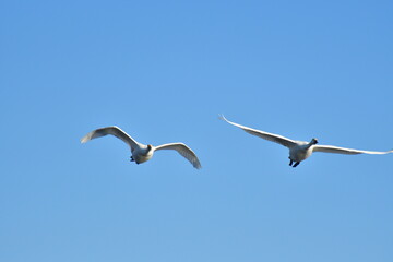 Obraz premium 白鳥