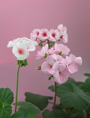 Fototapeta na wymiar White Pink Geranium Zonal in bloom, Pelargonium hortorum with light -pink flowers, on pink background