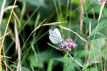 butterfly on a flower