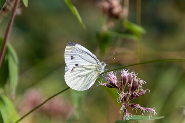 butterfly on a flower