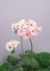 Naklejka na ściany i meble l, city plant, closeup, daylight, english, flora, flor