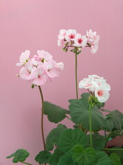 Fototapeta na wymiar White Pink Geranium Zonal in bloom, Pelargonium hortorum with light -pink flowers, on pink background
