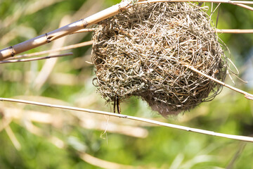 Taveta golden weaver bird nest