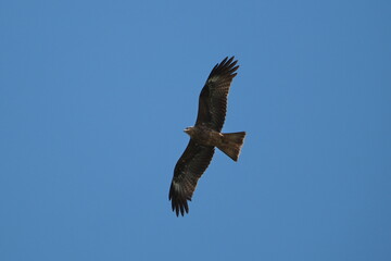 Black kite, Milvus migrans, single bird in flight