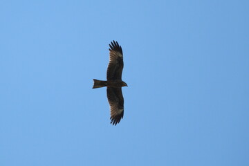 Black kite, Milvus migrans, single bird in flight