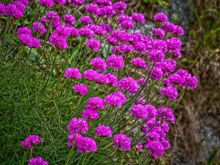 Armeria alpina - Purple Flowers Blooming in Field
