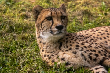 Gepard