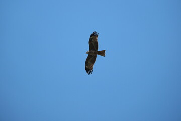 Black kite, Milvus migrans, single bird in flight
