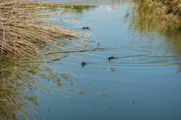 Landscape Molentargius Regional Natural Park in Cagliari City Sardinia